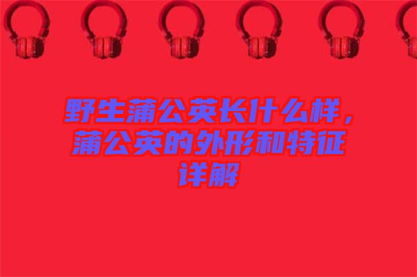 野生蒲公英長什么樣，蒲公英的外形和特征詳解